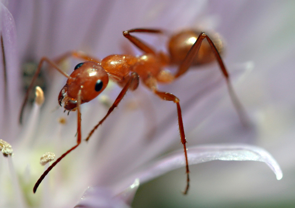 Ant Colony Optimization