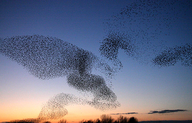 Swarm Intelligence